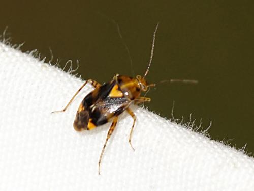 Liocoris tripustulatus